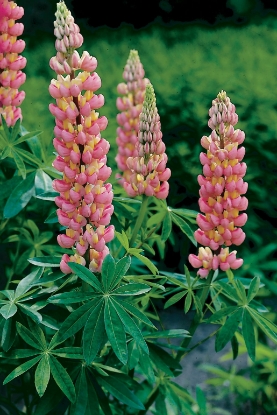 Picture of Lupin Russell Strain - The Chatelaine